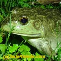 /home//u458753944/public_html/sourcegallery////////////////////Frogs/More bullfrogs/P6020060.JPG